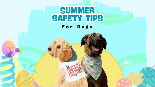 Essential Summer Tips for Dogs: Keeping Your Pet Safe & Cool