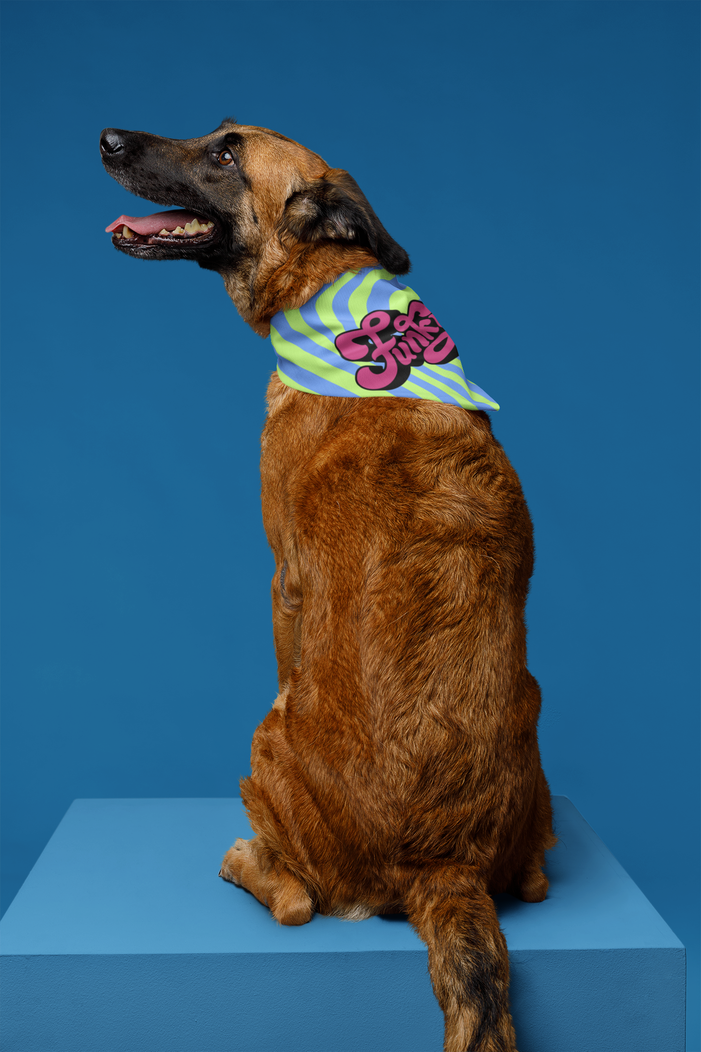 Funky dog bandana dog photoshoot