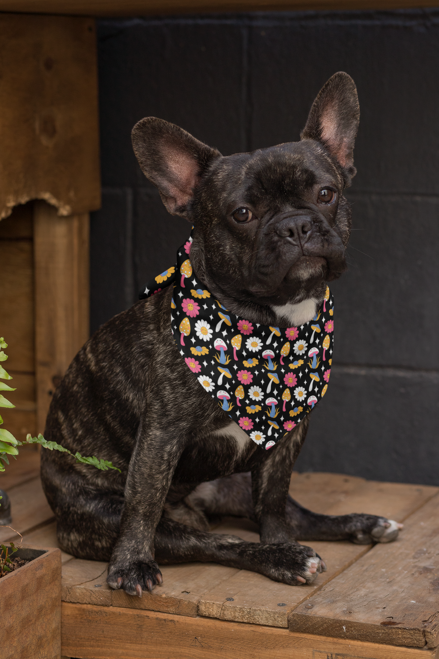 Daisy dog bandana French bull dog pug